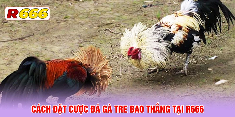Cách đặt cược đá gà tre bao thắng tại R666