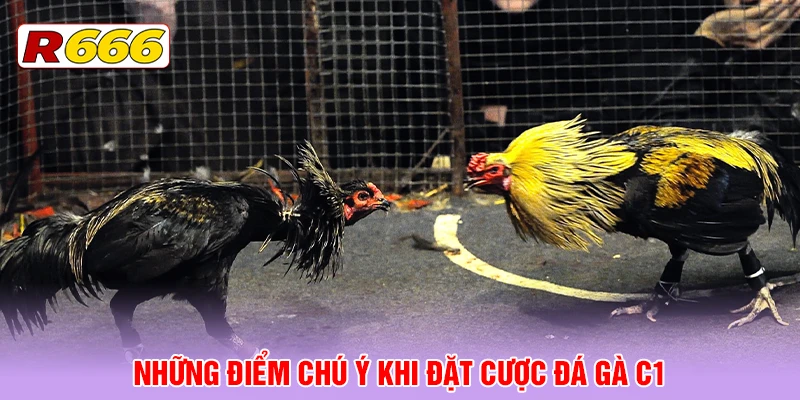 Những điểm chú ý khi đặt cược đá gà C1